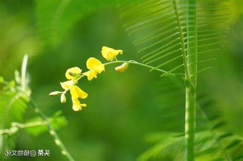 雜草 花